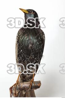 Starling-Sturnus vulgaris 0053